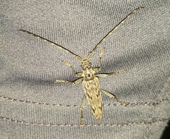 Elytrimitatrix undata