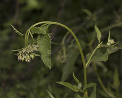 Aristeguietia salvia