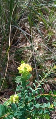 Pimelea flava