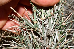 Ephedra