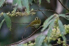 Phylloscopus