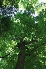Acer binzayedii
