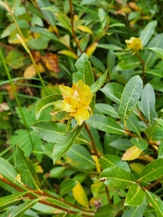 Rabdophaga rosaria