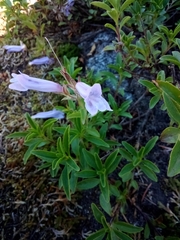 Penstemon fruticosus