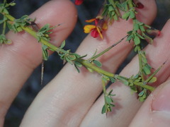 Bossiaea spinescens