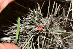 Ephedra