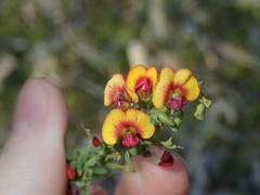 Bossiaea spinescens