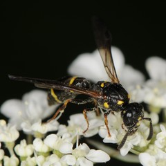 Symmorphus canadensis