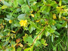 Rabdophaga rosaria
