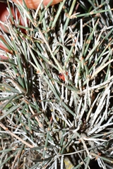 Ephedra