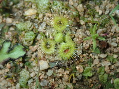 Drosera glanduligera