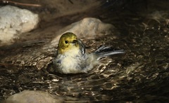 Setophaga occidentalis