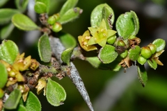 Condalia velutina