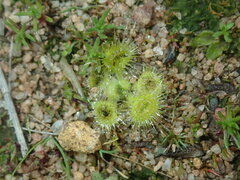 Drosera glanduligera