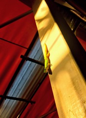 Phelsuma laticauda