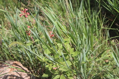 Stachys coccinea