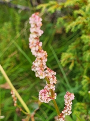 Rumex acetosa