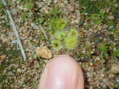 Drosera glanduligera