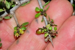 Condalia velutina