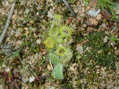 Drosera glanduligera