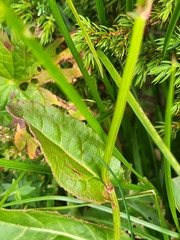 Rumex acetosa