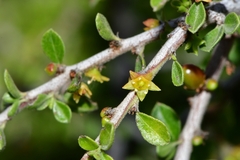 Condalia velutina
