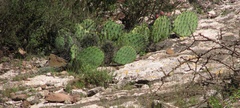 Opuntia stenopetala