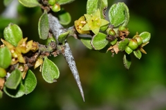 Condalia velutina