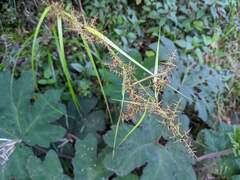 Cyperus haspan