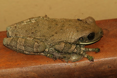 Trachycephalus typhonius
