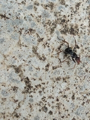 Camponotus rufoglaucus