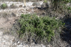 Condalia velutina
