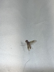 Chrysopilus quadratus