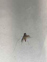 Chrysopilus quadratus