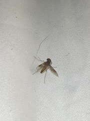 Chrysopilus quadratus