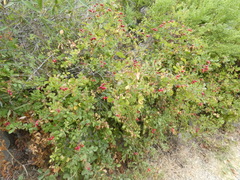 Rosa californica