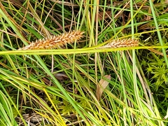 Carex nigra