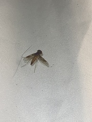 Chrysopilus quadratus