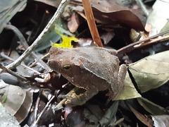 Rhinella alata