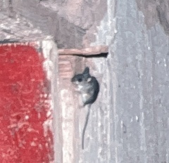 Peromyscus eremicus