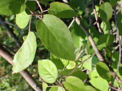 Amelanchier