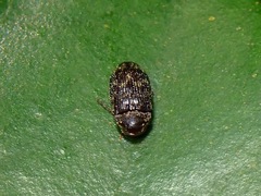 Ptilodactyla