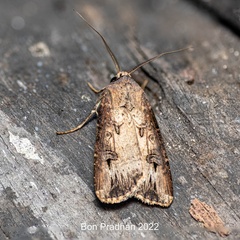 Agrotis