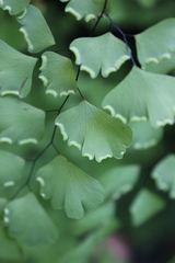 Adiantum braunii