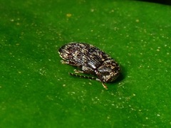 Ptilodactyla