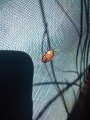 Holcostethus limbolarius