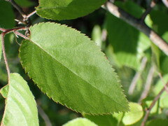 Amelanchier