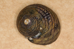Diloma aethiops