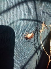 Holcostethus limbolarius