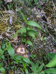 Elleanthus aurantiacus